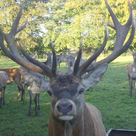 Ballinwillin House ミッチェルズタウン エクステリア 写真