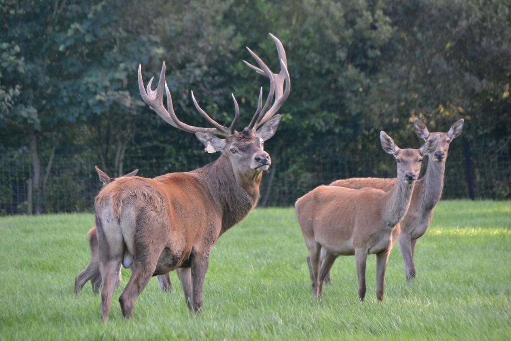 Ballinwillin House ミッチェルズタウン エクステリア 写真