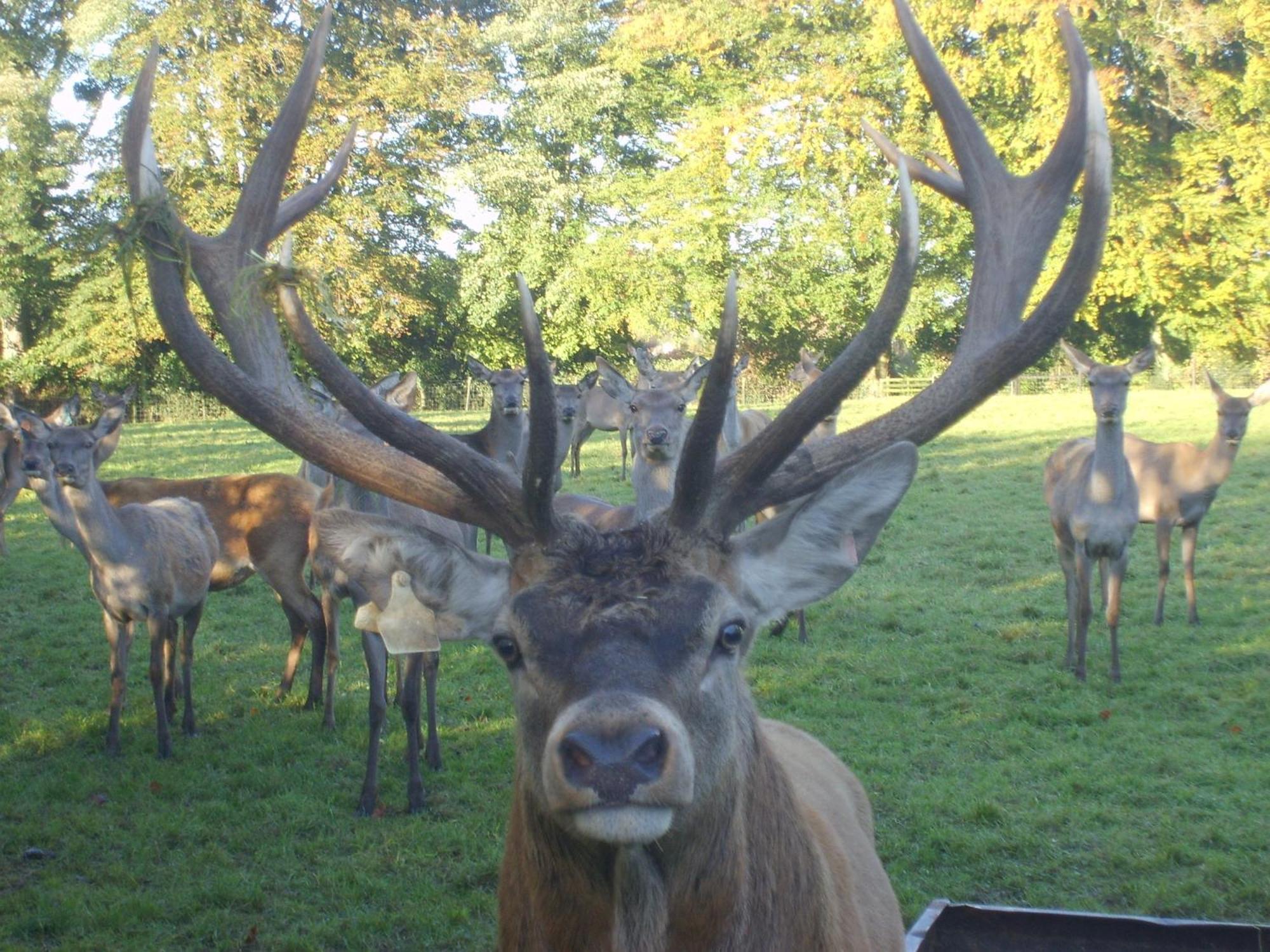 Ballinwillin House ミッチェルズタウン エクステリア 写真